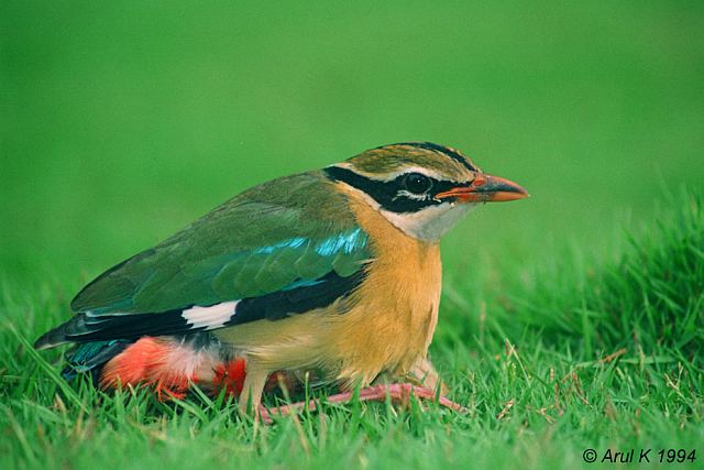 Pretty Indian pitta