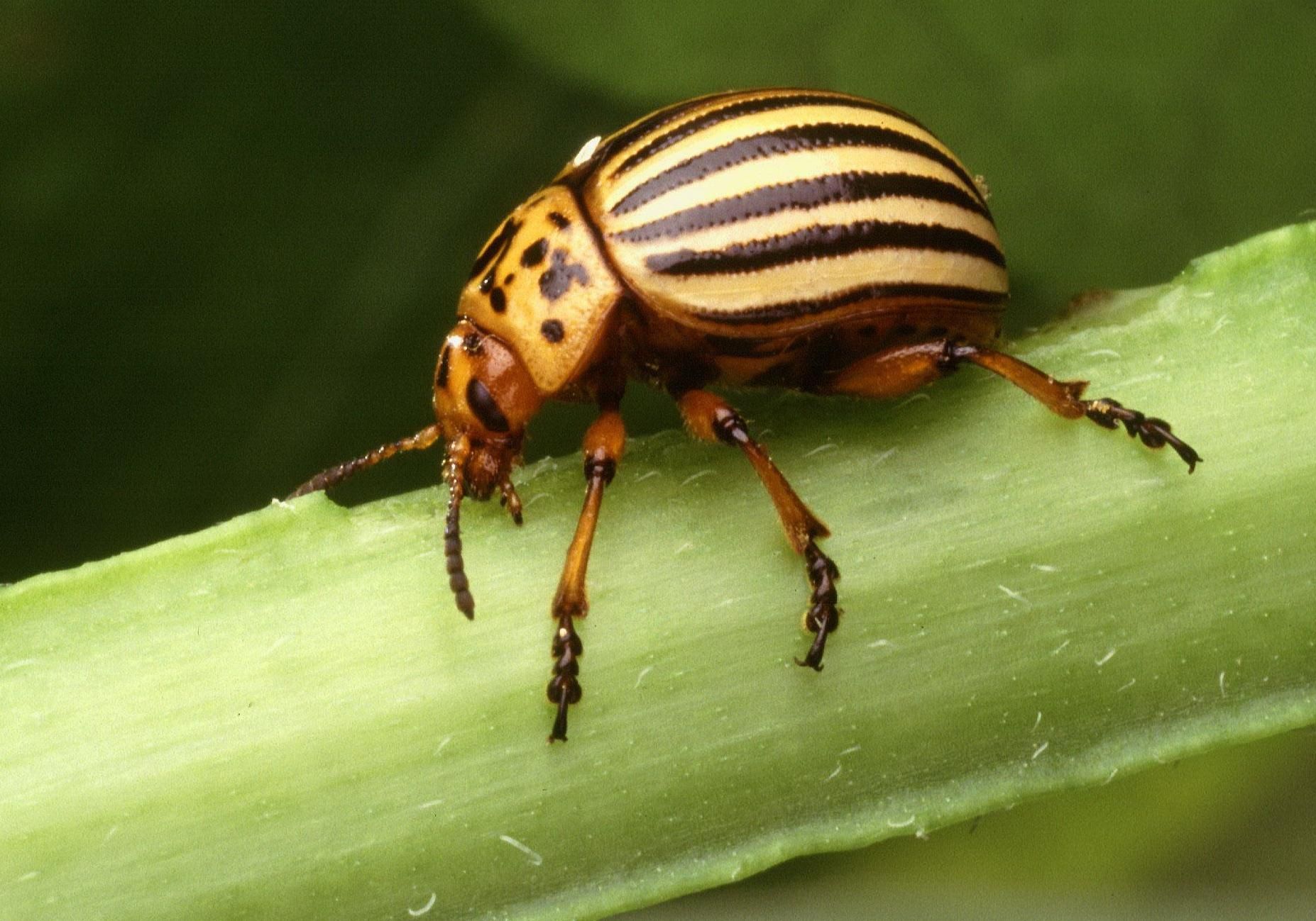 Insect