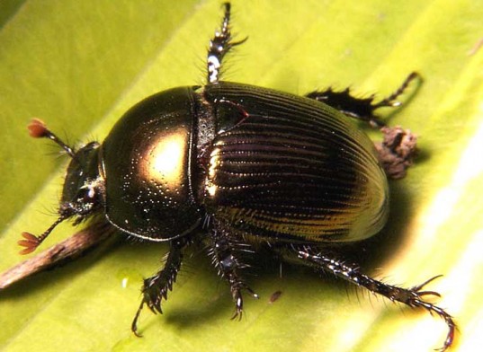 Nice Insect