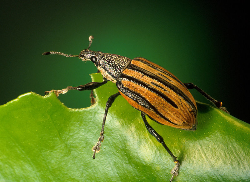 Cool Insect