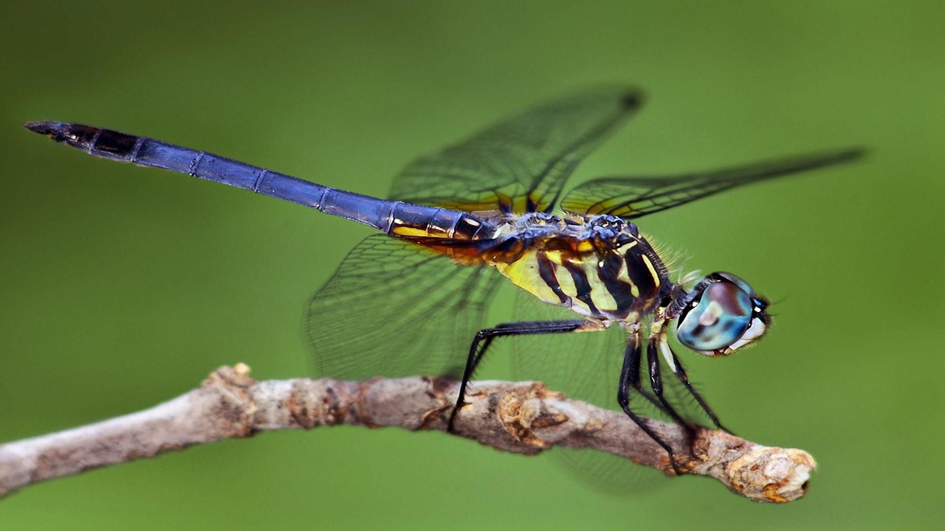 Pretty Insect