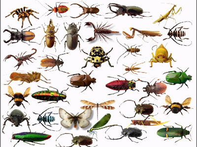 Cute Insect