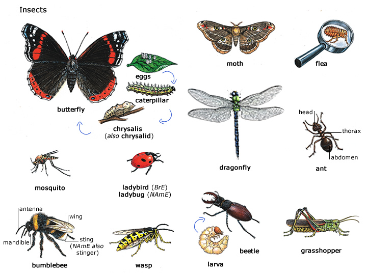 Insect photo 