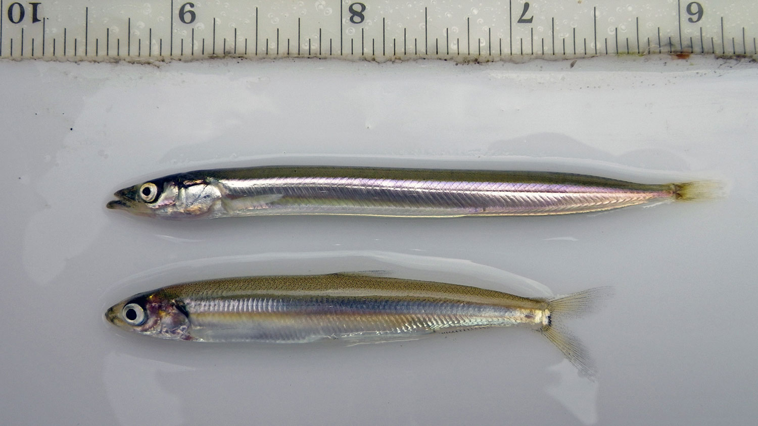 Inshore sand lance