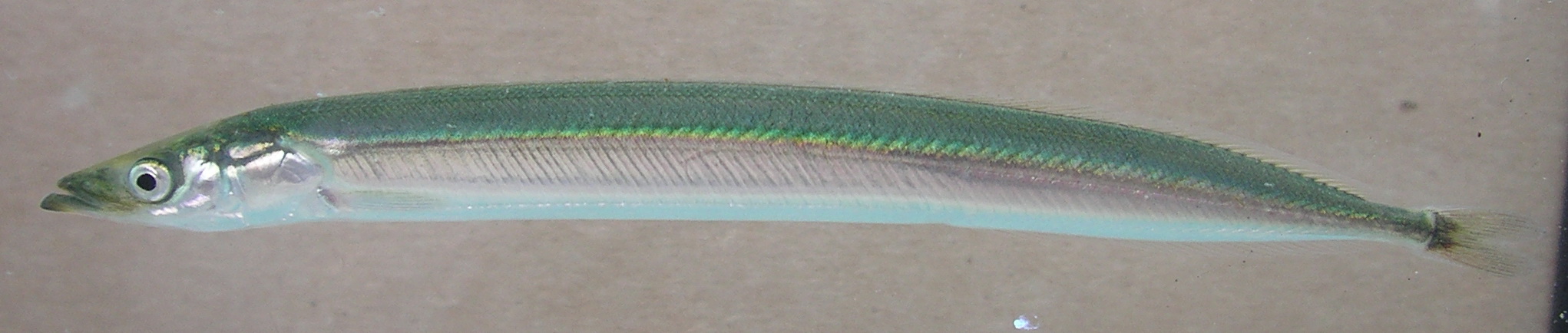 Pretty Inshore sand lance