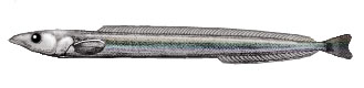 Pretty Inshore sand lance