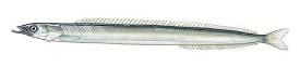 Pretty Inshore sand lance