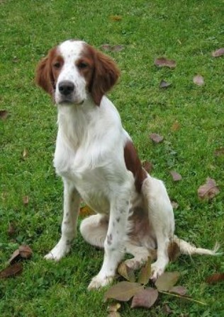 Photo Irish Red and White Setter - Dog Breed