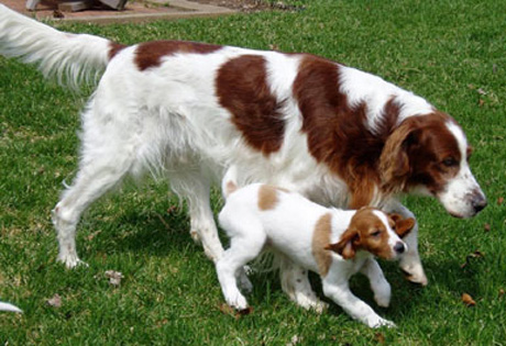 Irish Red and White Setter - Dog Breed wallpaper