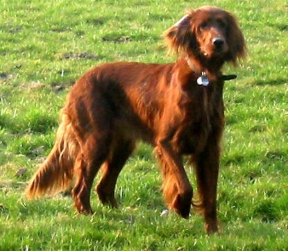 Nice Irish Setter - Dog Breed