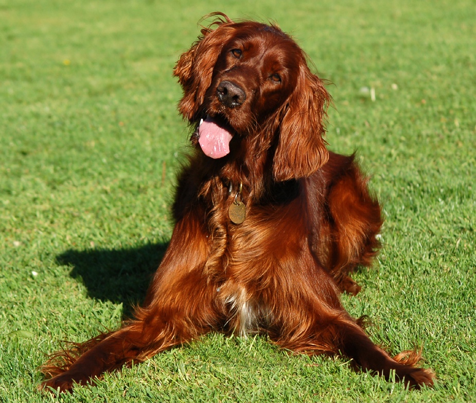 Cool Irish Setter - Dog Breed