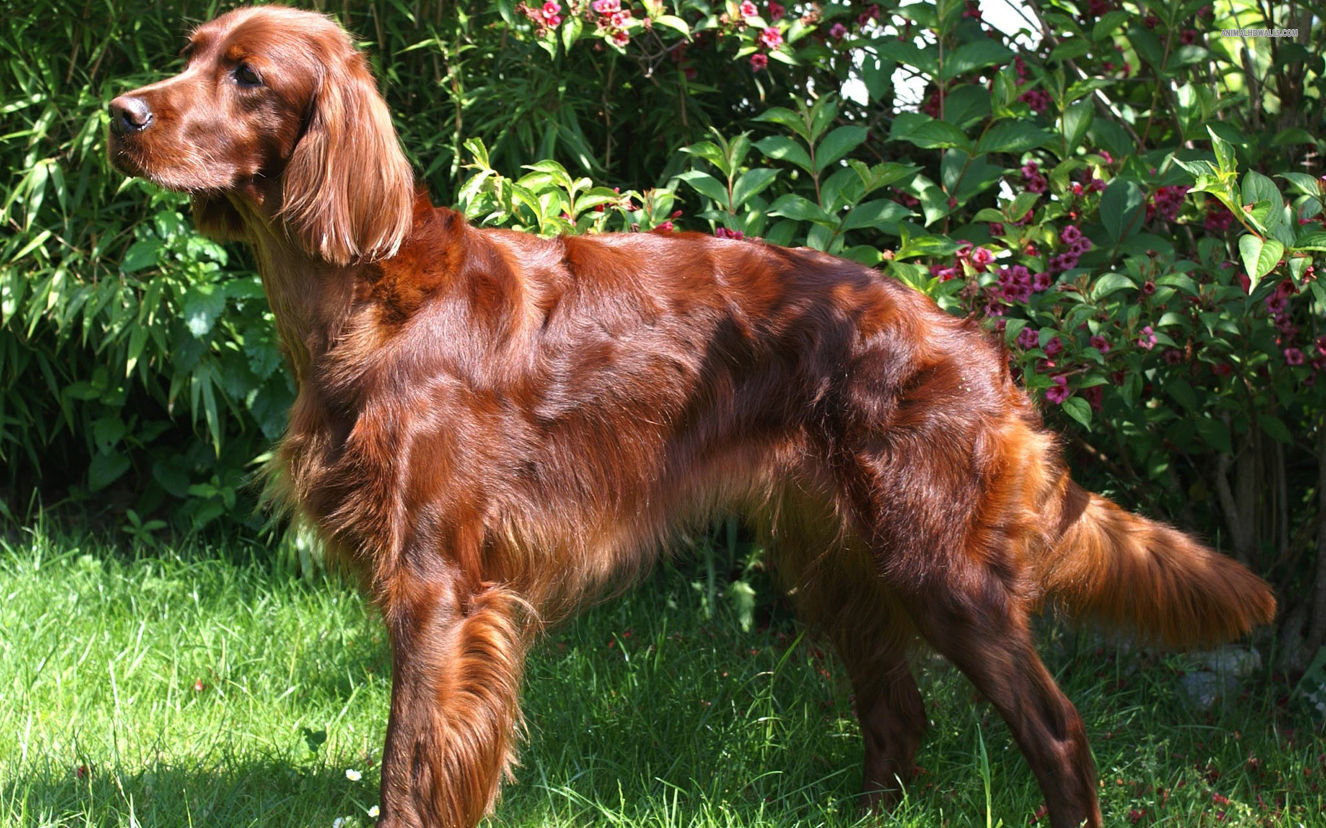 Cute Irish Setter - Dog Breed