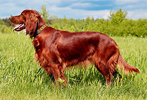 Wallpaper Irish Setter - Dog Breed