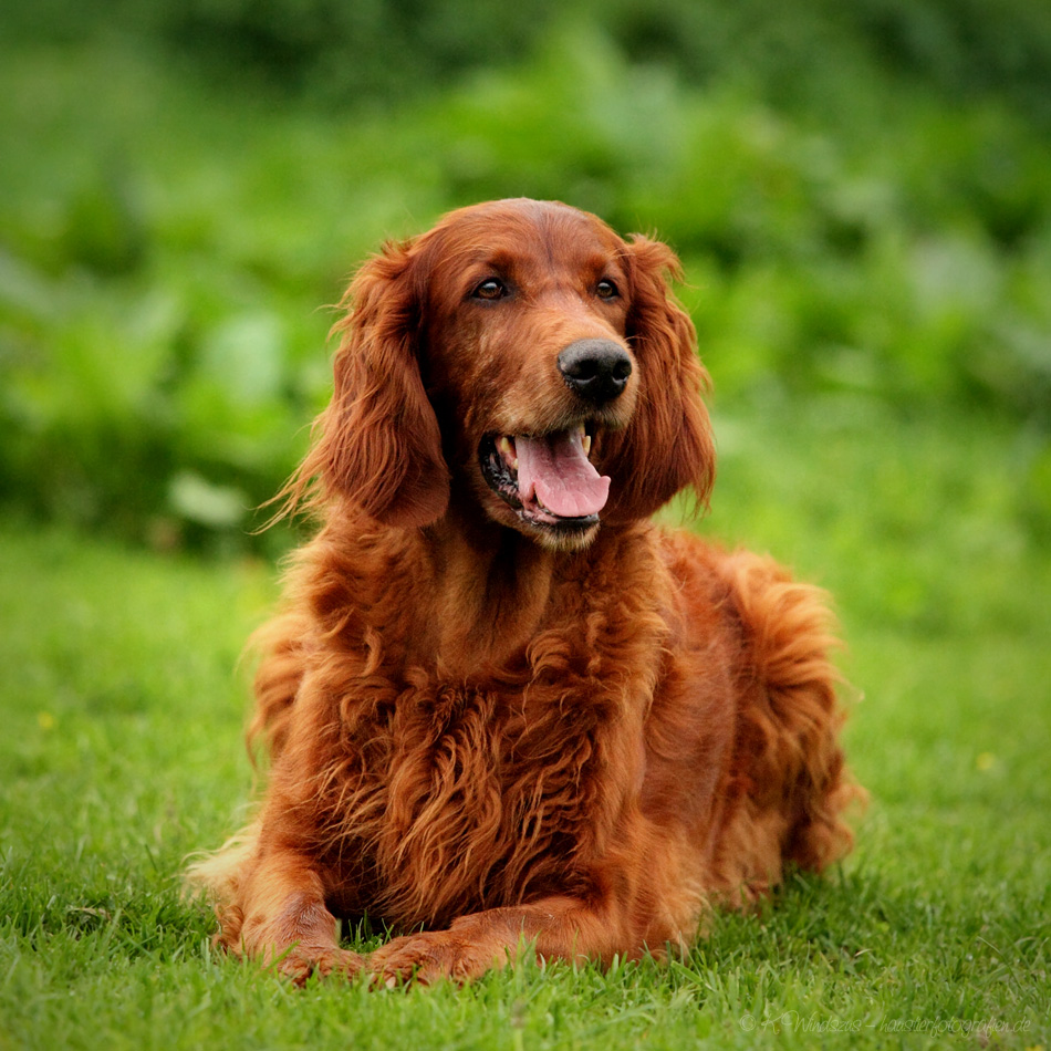 Photo Irish Setter - Dog Breed