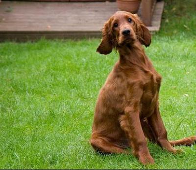Irish Setter - Dog Breed wallpaper