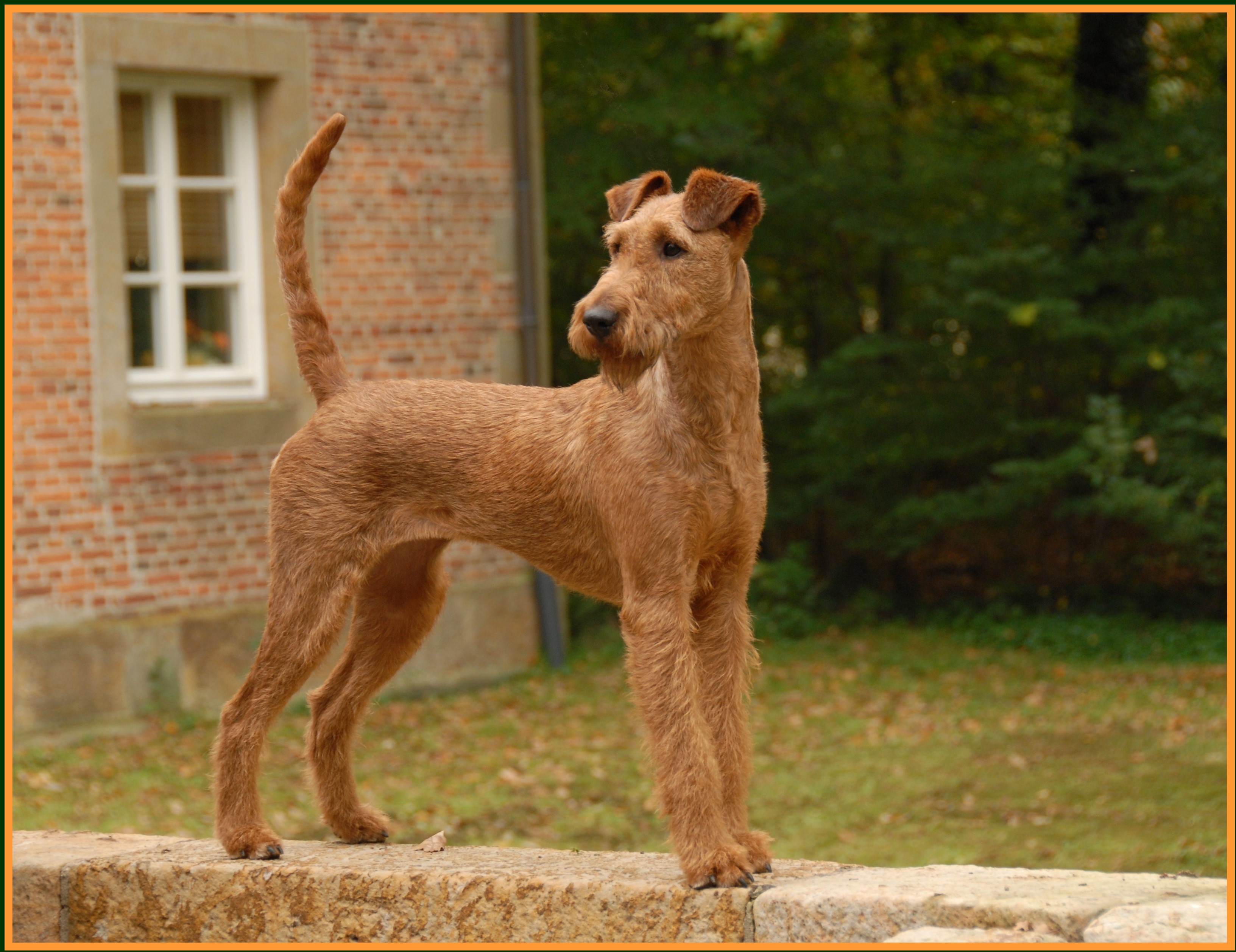 Nice Irish Terrier - Dog Breed
