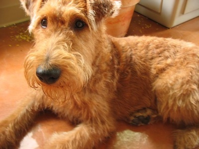 Irish Terrier - Dog Breed wallpaper