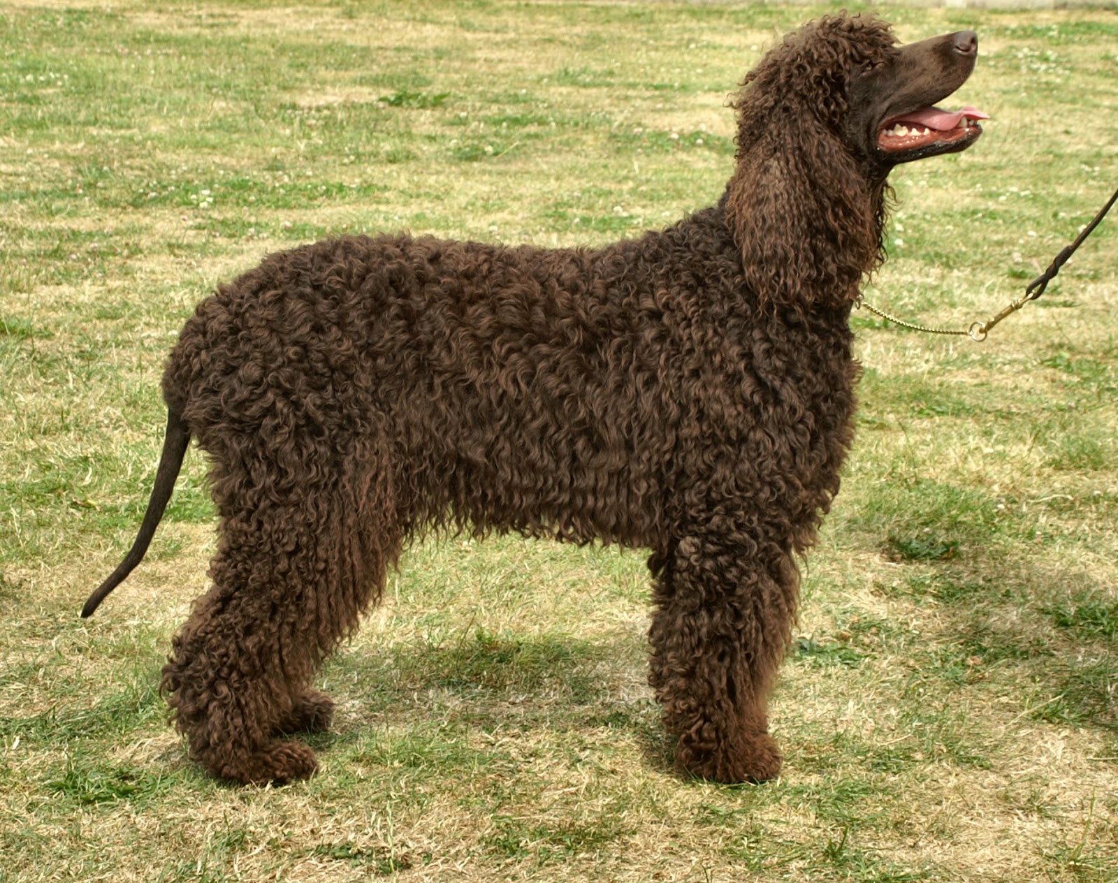 Irish Water Spaniel - Dog Breed
