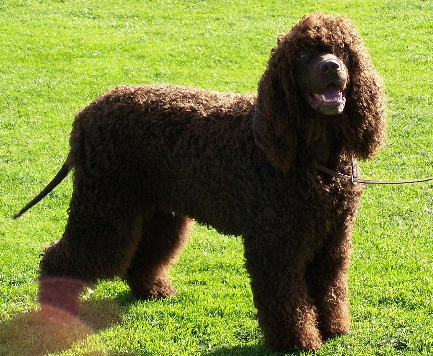 Nice Irish Water Spaniel - Dog Breed