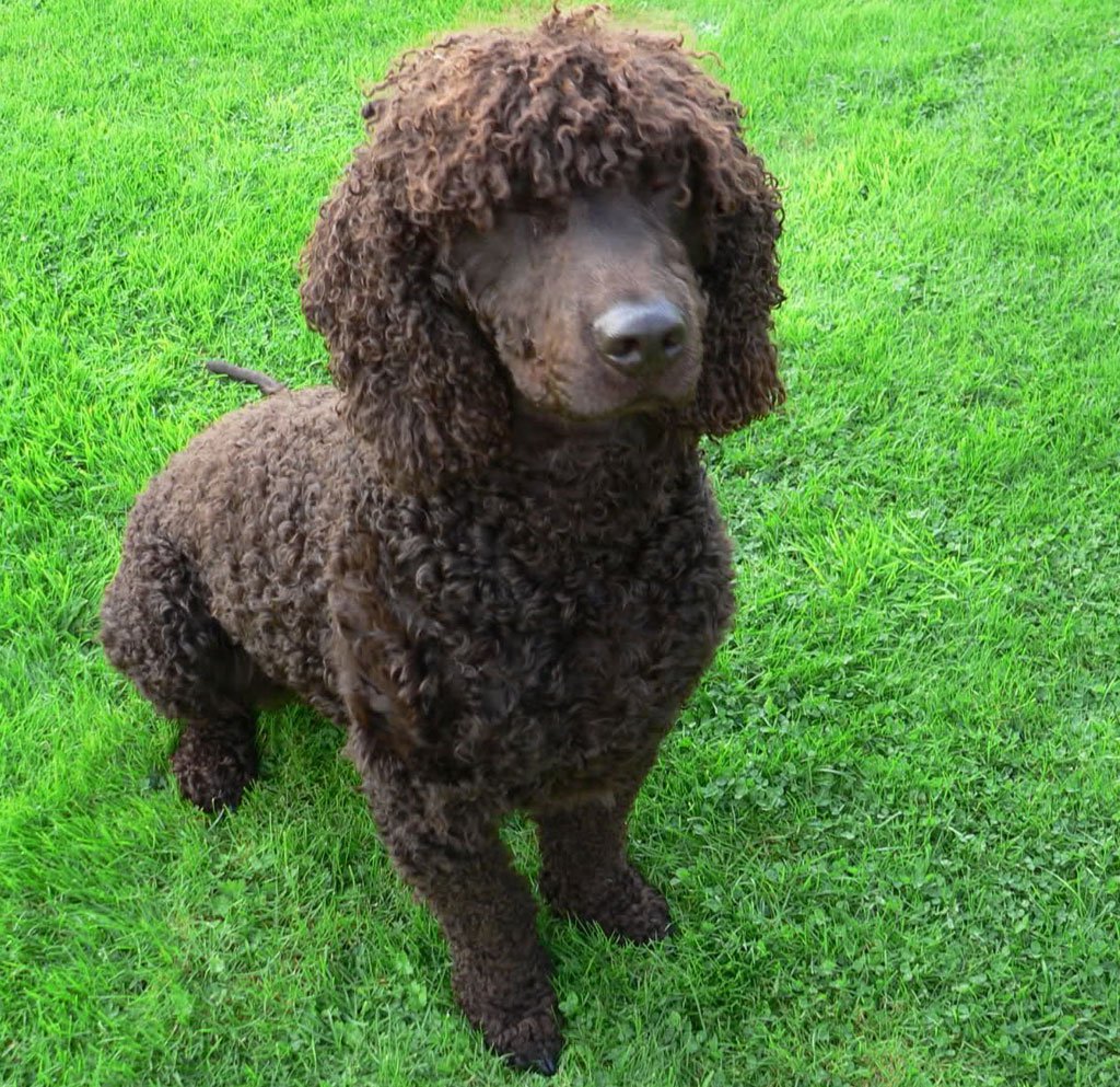 Cute Irish Water Spaniel - Dog Breed