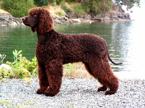 Wallpaper Irish Water Spaniel - Dog Breed