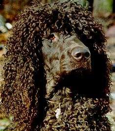 Photo Irish Water Spaniel - Dog Breed