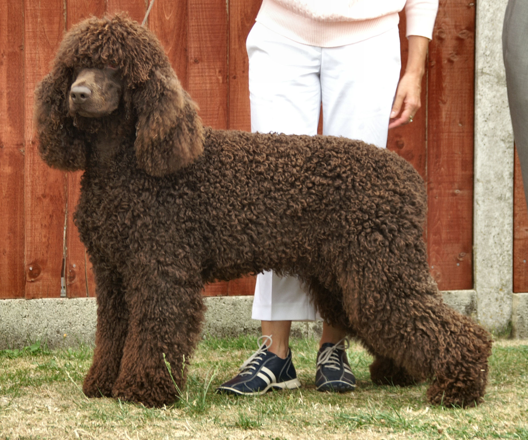 Irish Water Spaniel - Dog Breed photo 
