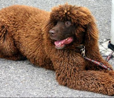 Irish Water Spaniel - Dog Breed wallpaper