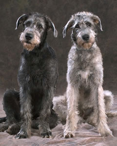 Photo Irish Wolfhound - Dog Breed