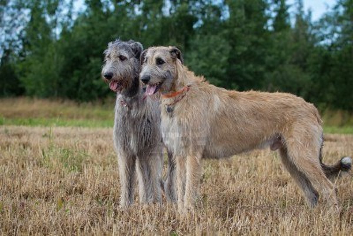 Irish Wolfhound - Dog Breed wallpaper