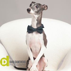 Nice Italian Greyhound - Dog Breed