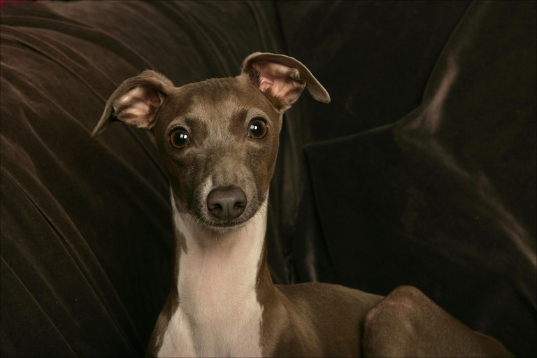 Cool Italian Greyhound - Dog Breed