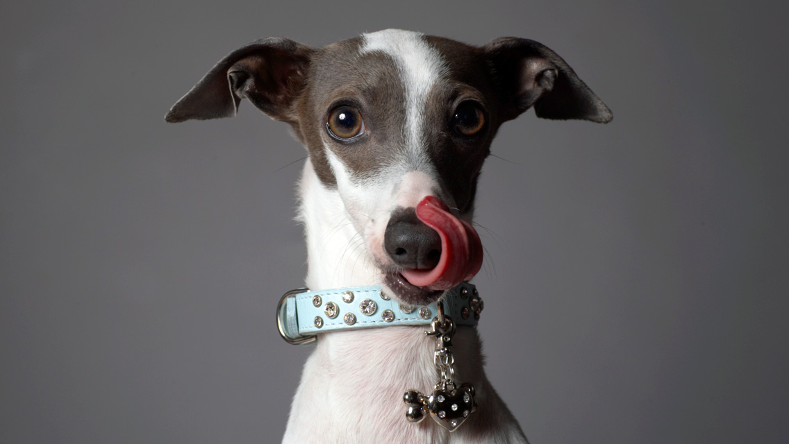 Photo Italian Greyhound - Dog Breed