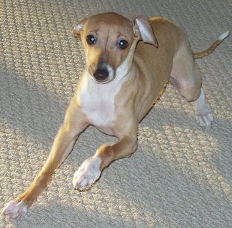 Italian Greyhound - Dog Breed photo 