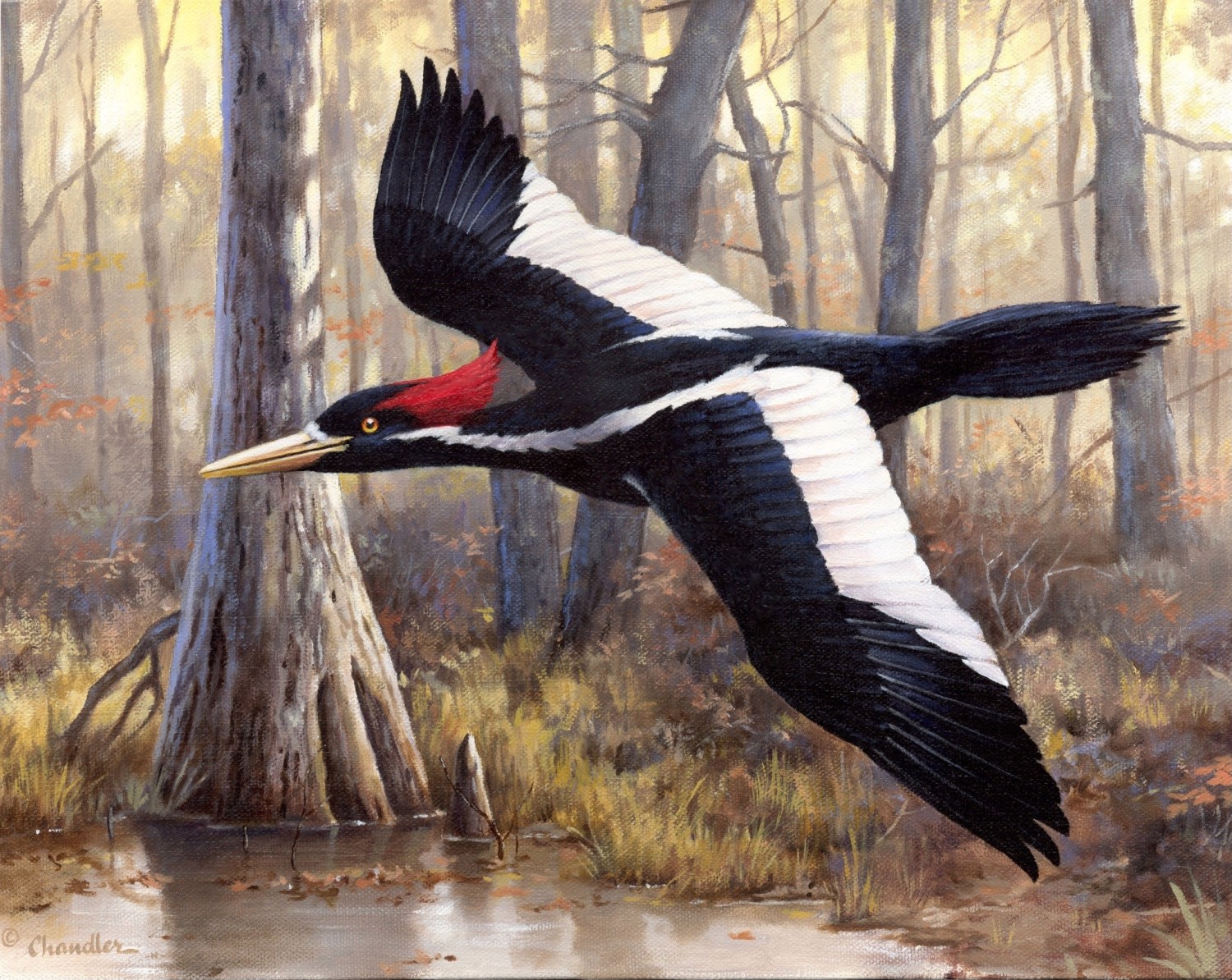 Pretty Ivory-billed woodpecker