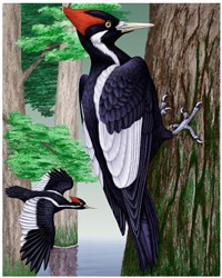 Pretty Ivory-billed woodpecker