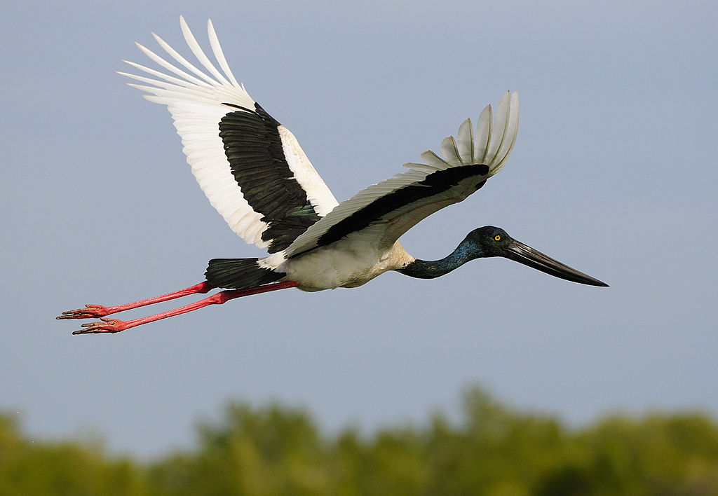 Jabiru