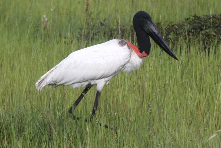 Pretty Jabiru