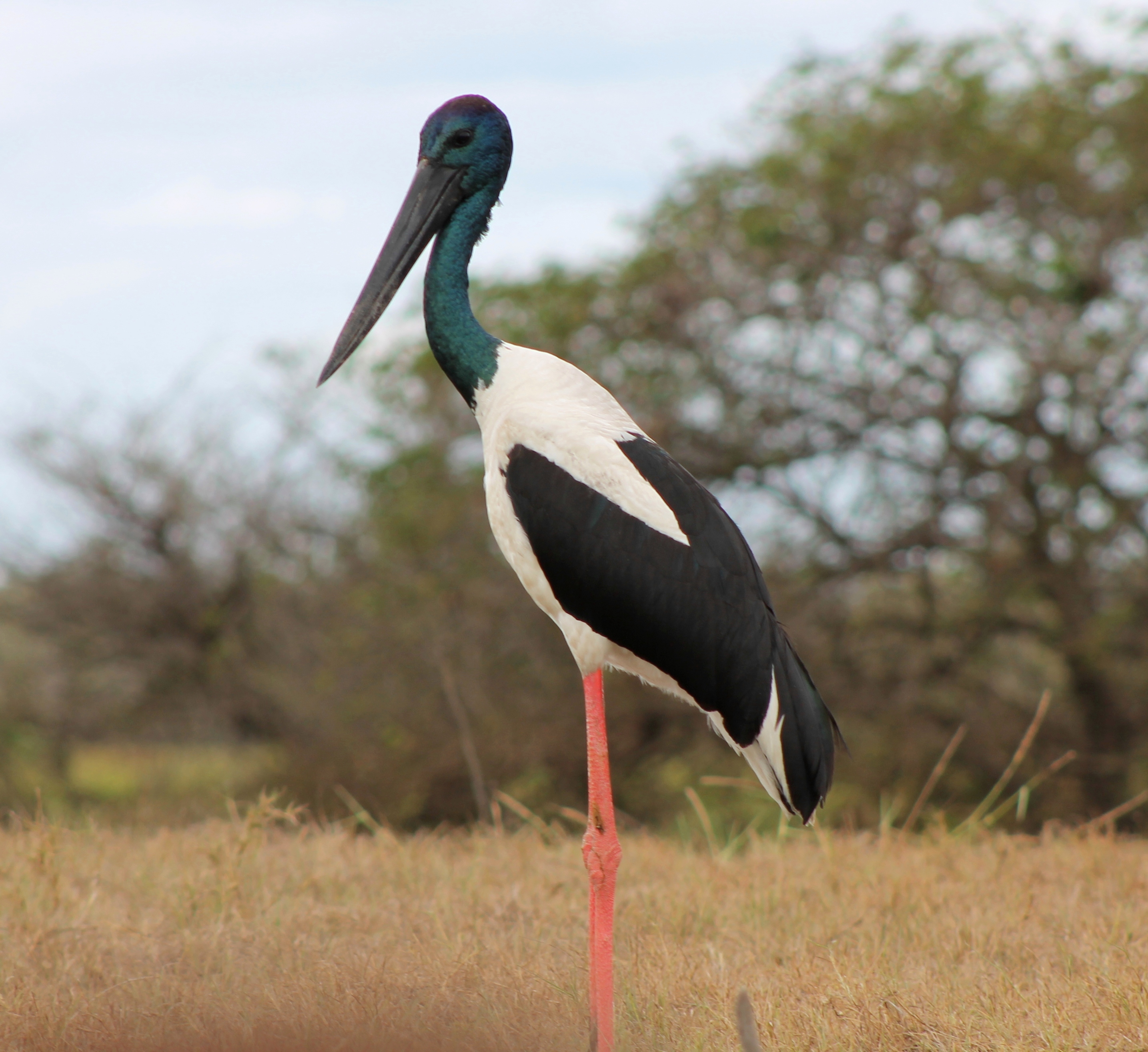 Pretty Jabiru