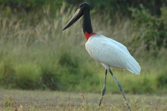 Pretty Jabiru