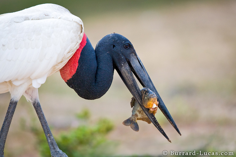 Pretty Jabiru