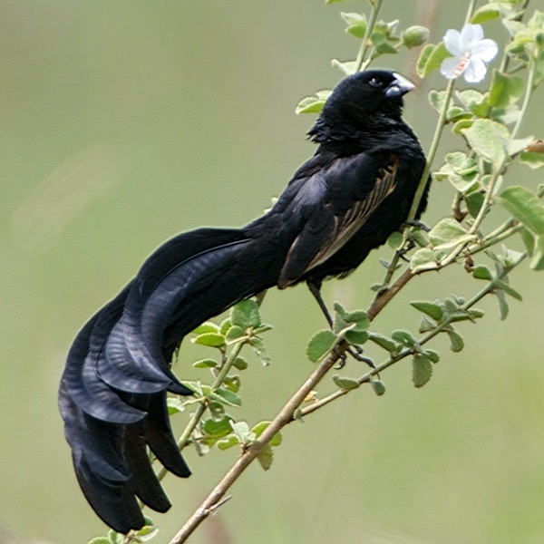 Jackson’s widow-bird