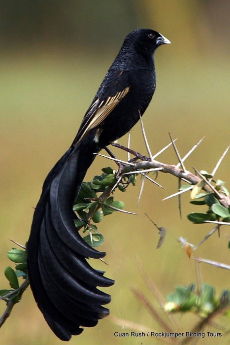 Pretty Jackson’s widow-bird
