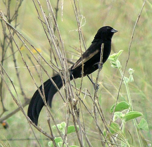 Pretty Jackson’s widow-bird