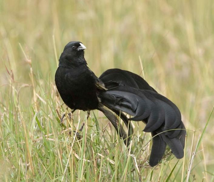 Pretty Jackson’s widow-bird