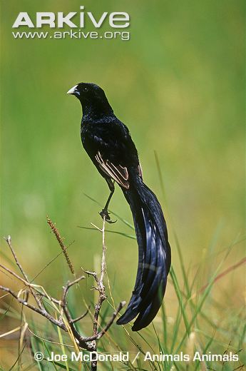 Pretty Jackson’s widow-bird