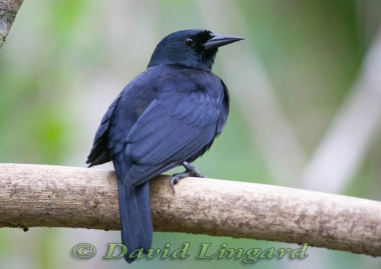 Pretty Jamaican blackbird