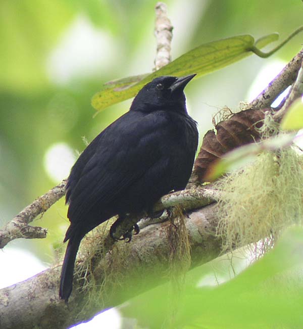 Pretty Jamaican blackbird