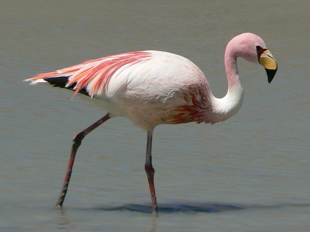 Pretty James’ flamingo