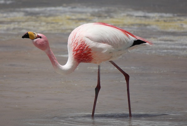 Pretty James’ flamingo